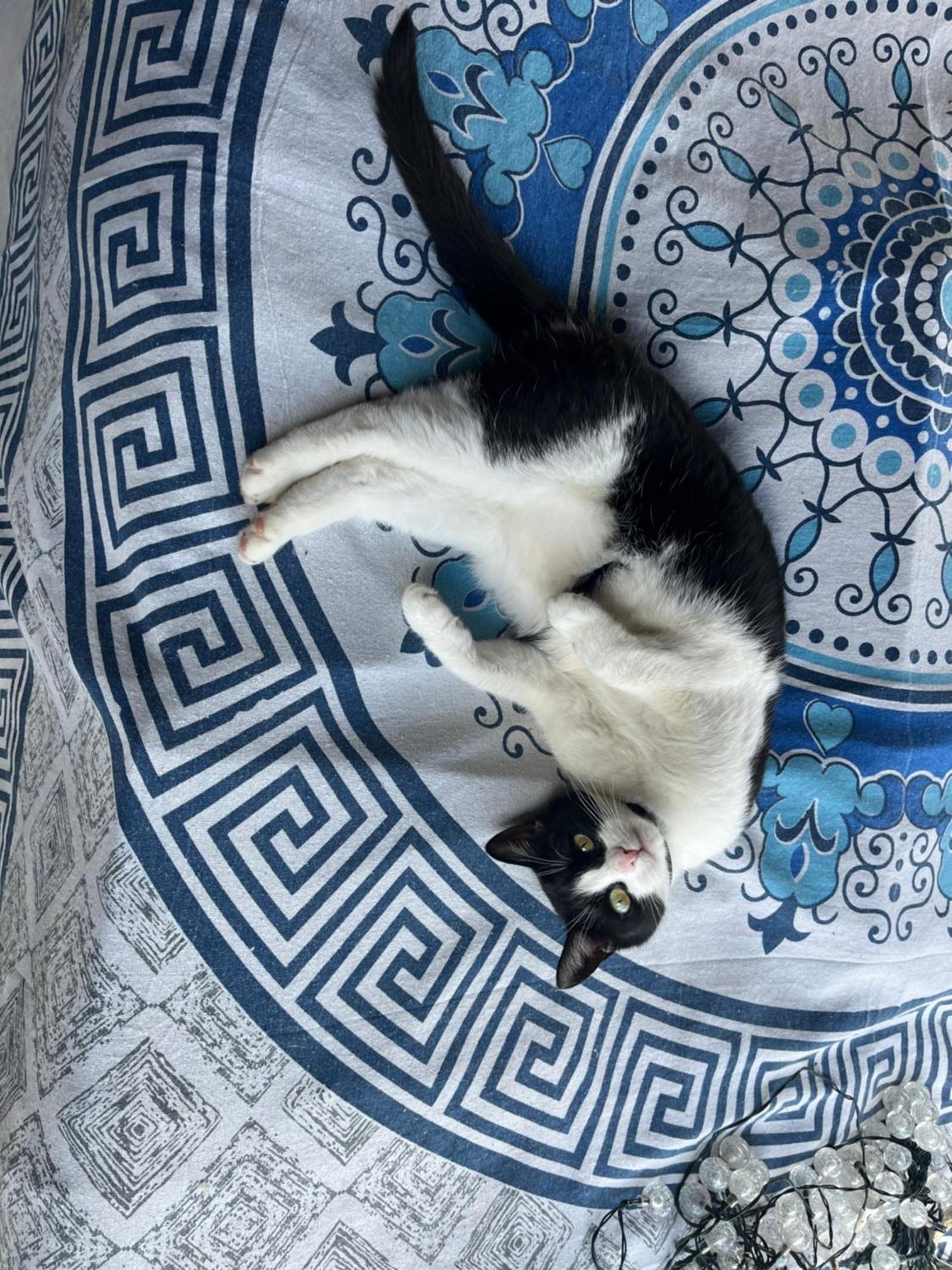 Cat'S House- Dum U Trech Kocek Villa Zdice Eksteriør billede